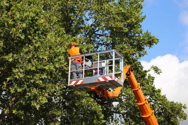 The Steps Involved in Our Tree Care Process in Magnolia Springs, AL